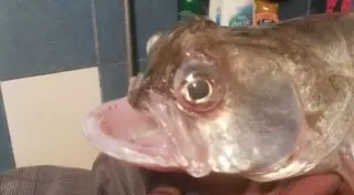 Рыбу-урода поймал житель Атырау