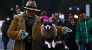 Японские кошки и собаки ставят рекорды по продолжительности жизни