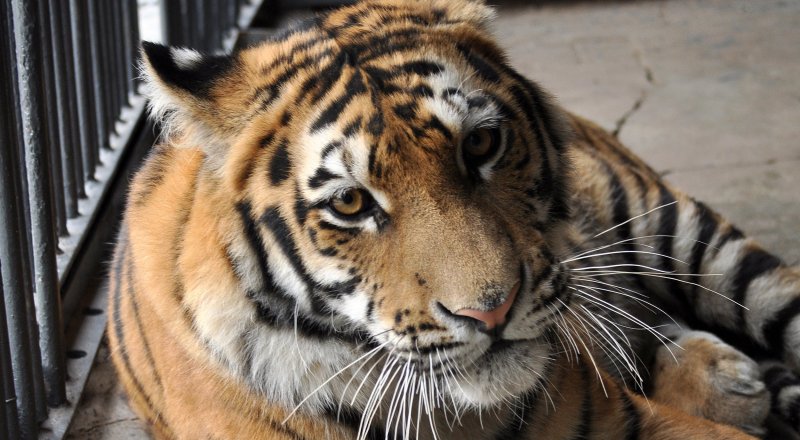 ©Зоопарк Алматы