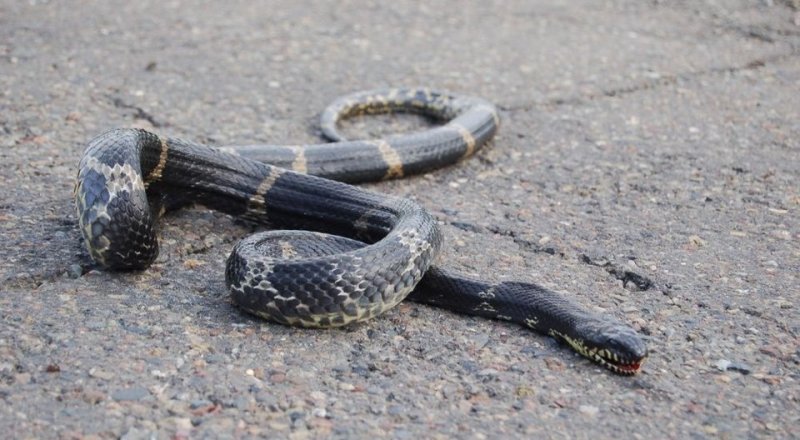 Иллюстративное фото. Источник: drive2.ru