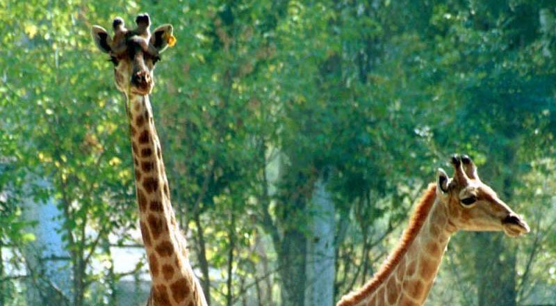 Жирафы в алматинском зоопарке