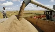 Рекордный урожай зерновых собрали в Казахстане