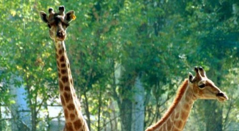 Жирафы в алматинском зоопарке