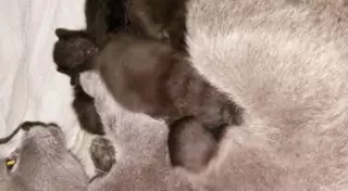 В Шымкенте из дымящейся многоэтажки спасли кошку с 5 котятами