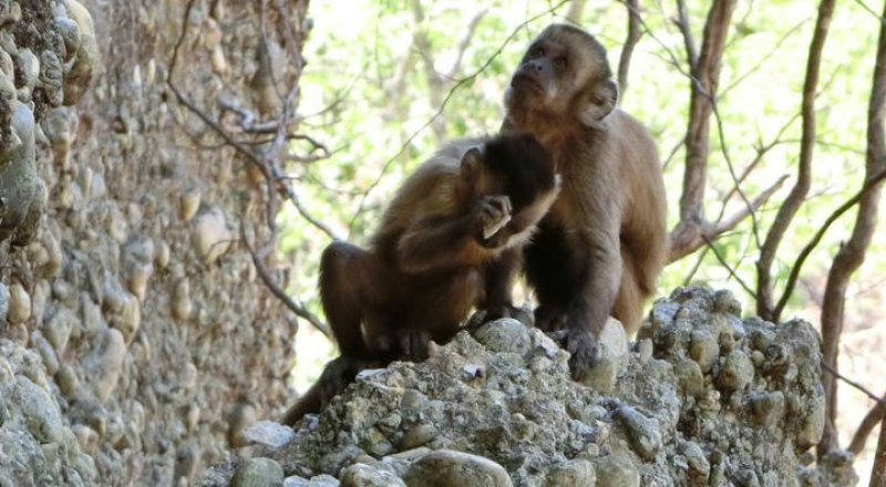 Дикие чернополосые капуцины в национальном парке Серра-да-Капивара. Фото © Primate Archaeology Group.