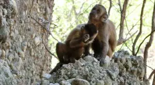 Опровергнут один из главных мифов о происхождении человека