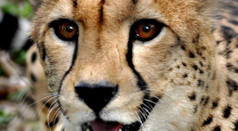 Гепард. Фото пресс-службы зоопарка Алматы©