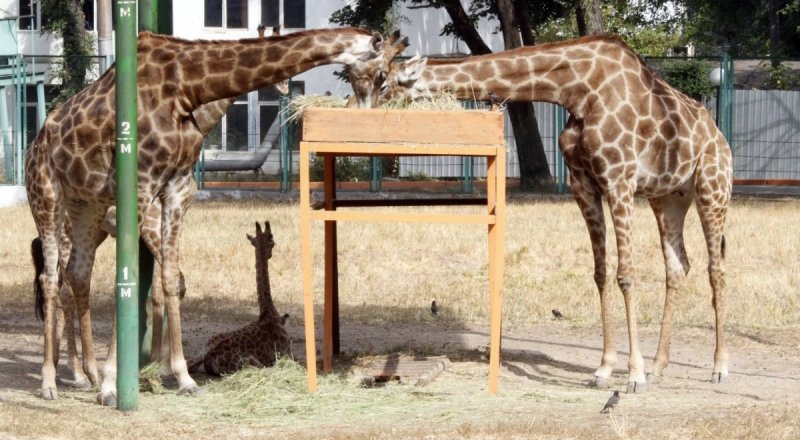 Жирафы в алматинском зоопарке. ©Айжан Тугельбаева