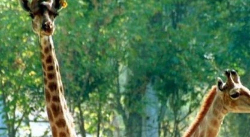 Жирафы в алматинском зоопарке