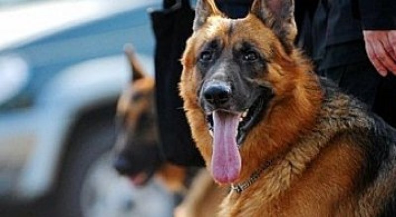 Фото из свободных источников