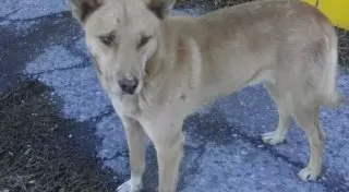 В Шымкенте появился свой Хатико