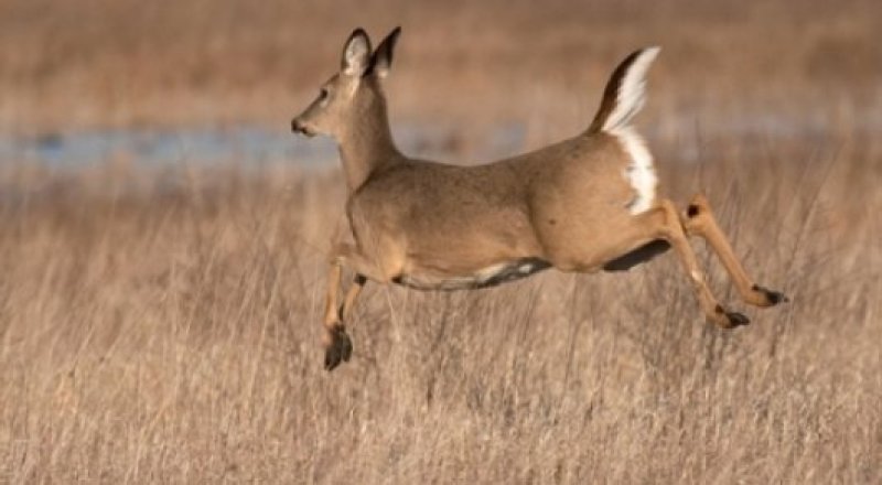 Косуля. Фото Tengrinews.kz
