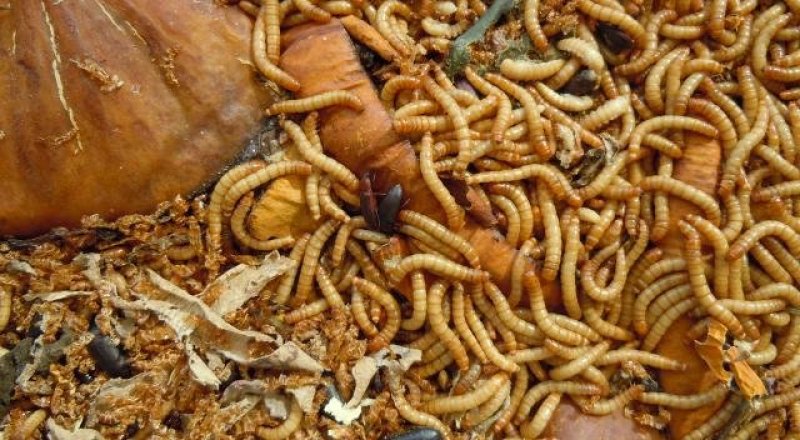 Фото BackyardChickens