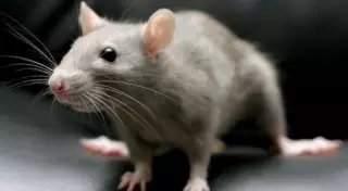 Алматинцев попросили пускать в дома борцов с крысами