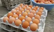Подорожание яиц объяснили в Союзе птицеводов Казахстана