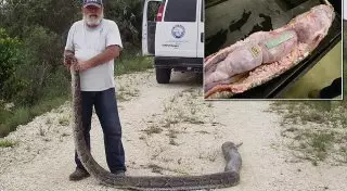 В брюхе бирманского питона обнаружили трех оленей