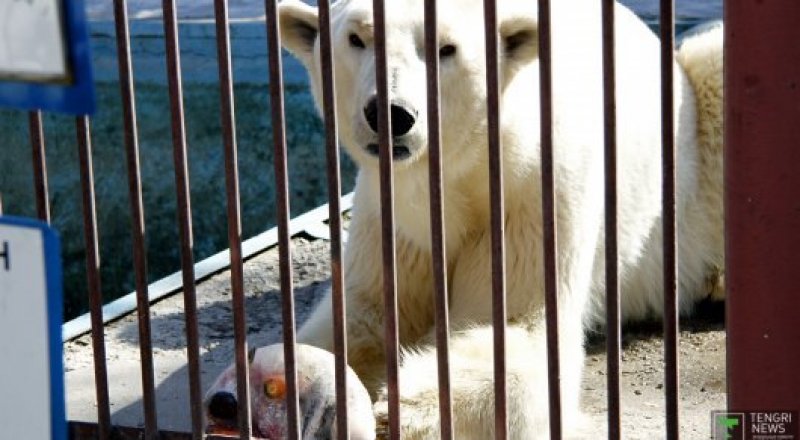 ©Айжан Тугельбаева