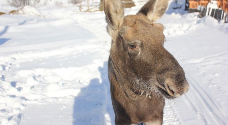 Лосенок выкарабкался благодаря леснику 