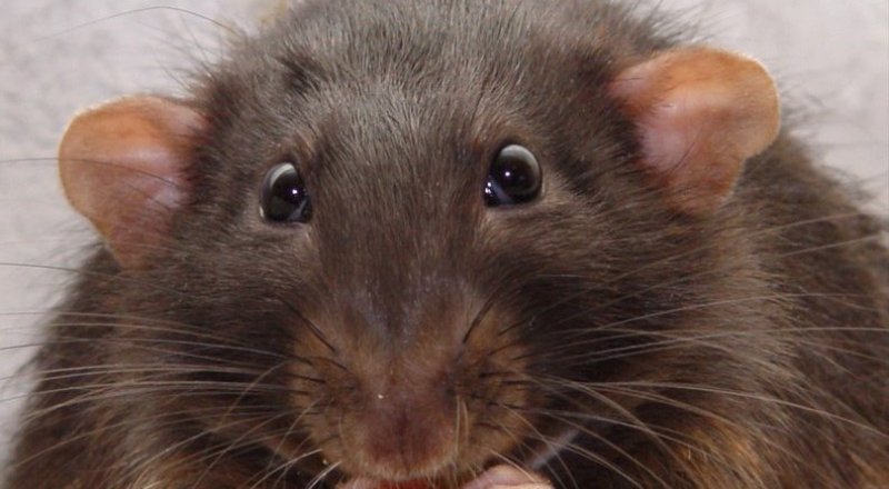 Фото с сайта nnm.me