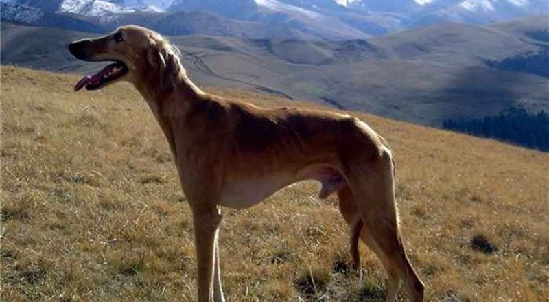 Казахская борзая. Фото: breeds-of-dogs.ru