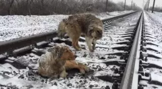 Пес два дня охранял раненую подругу на рельсах