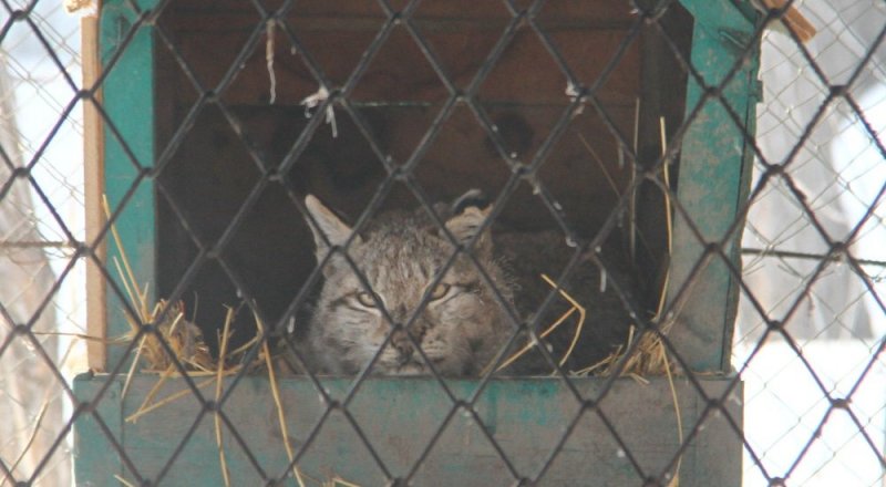 Фото Виктор Абакумов, YK-news.kz