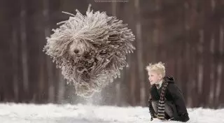 Маленькие дети и их большие собаки