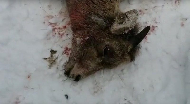 Кадр из видео