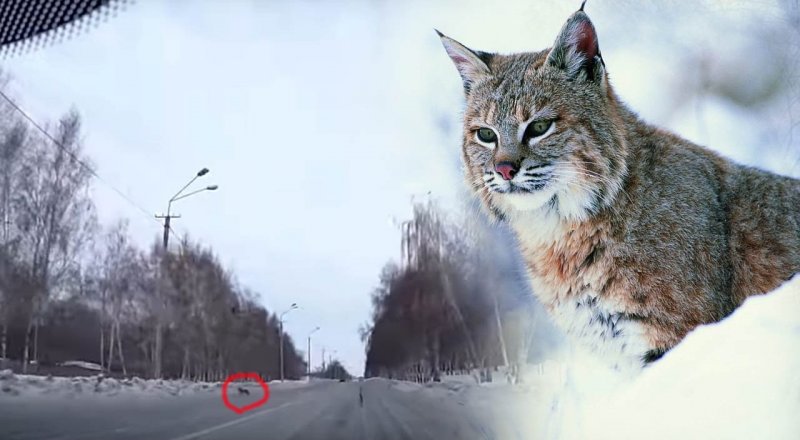 Фото предоставлено Левобережным музеем заповедником Усть-Каменогорска