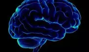 Ученые узнали, как улучшить способность мозга к обучению