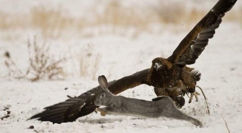 Кадр из ролика "Боевой заяц".