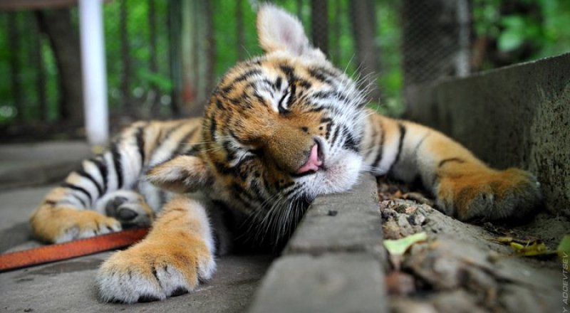 Иллюстративное фото 