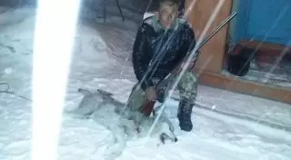 Наглого волка засняли сельчане под Талдыкорганом