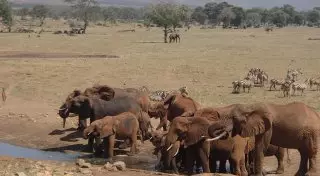 Водовоз львов и слонов