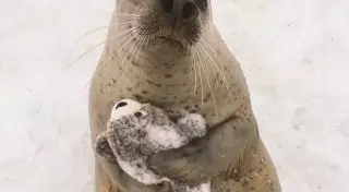 Всем нужен тот, кто спасет от одиночества