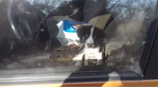 Алматинцы сняли на видео собаку, запертую больше суток в автомобиле