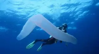 Реальные факты, которые кажутся ложью