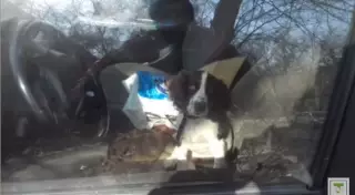 Случай с запертой в машине собакой в Алматы прокомментировали в МВД РК