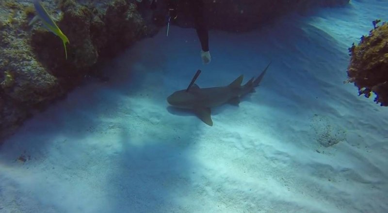 Кадр из видео с сайта youtube.com