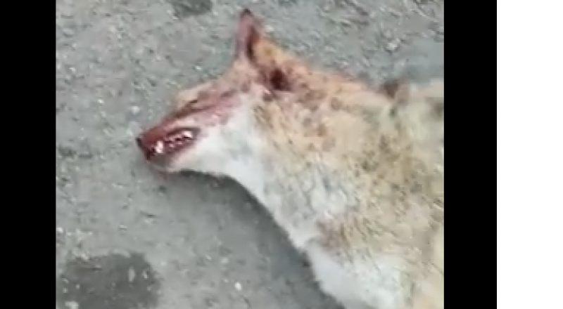 Кадр из видео