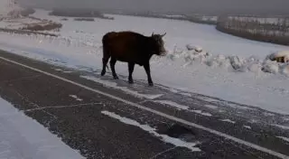 Оптическая иллюзия: В Сети обсуждают "исчезающих" в снегу коров