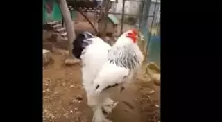 Гигантский петух поразил пользователей социальных сетей