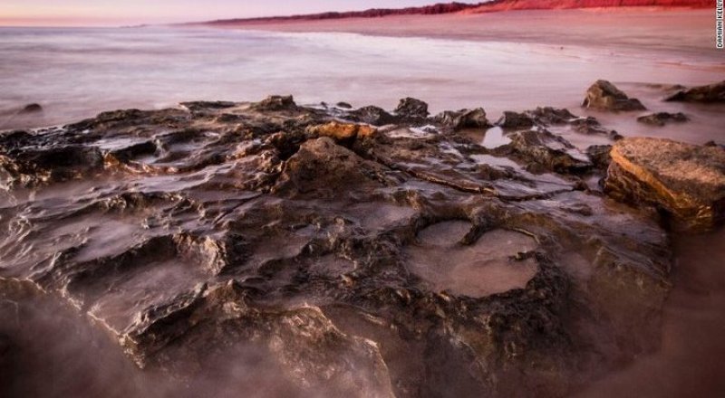 Фото: The University of Queensland / edition.cnn.com