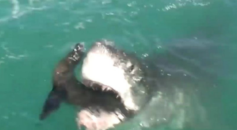 Кадр из видео с сайта youtube.com