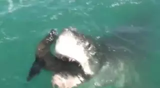 Белая акула съела тюленя на глазах у туристов