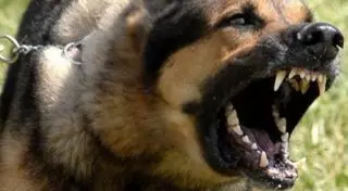 Овчарка без намордника покусала пожилого человека в центре Алматы