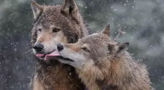 Животные, у которых стоит поучиться любви и страсти