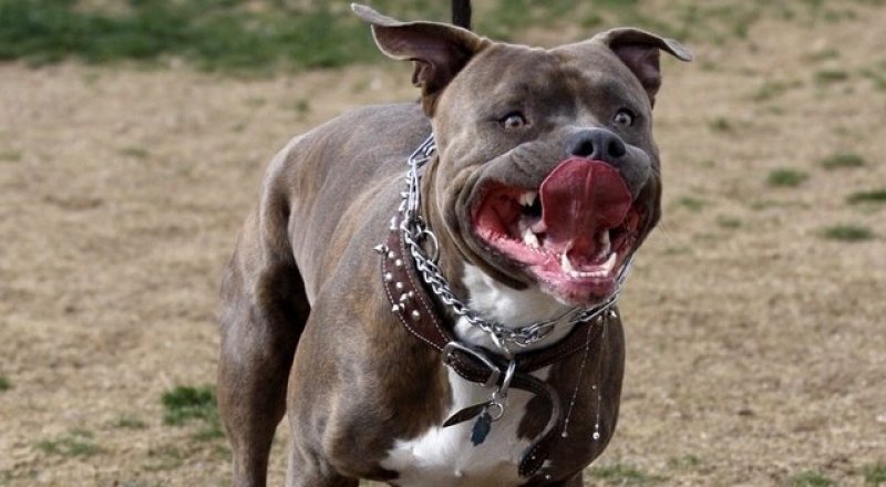  Фото: direct-press.ru