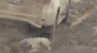 Видео издевательств над волком в степи Мангистау появилось в Сети