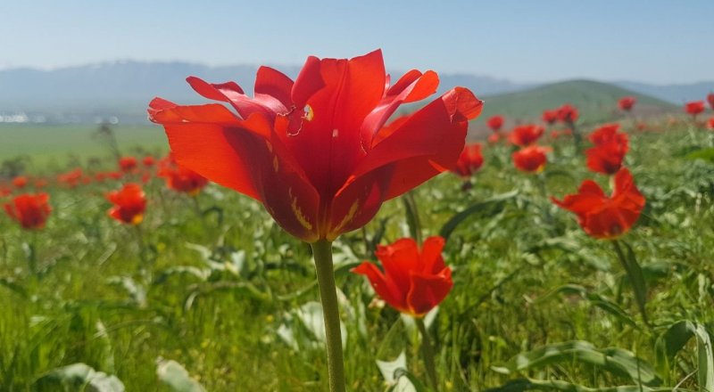 Фото Tengrinews.kz 